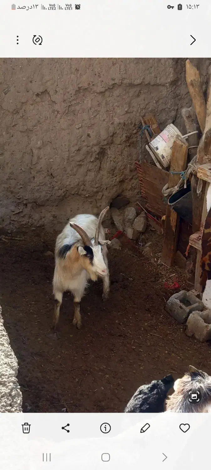 یک بز جوان|حیوانات مزرعه|ماهدشت, |دیوار