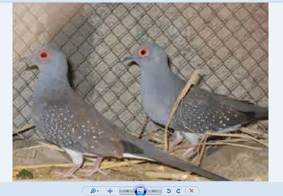 پرنده تزیینی|پرنده|فولادشهر, فولادشهر|دیوار