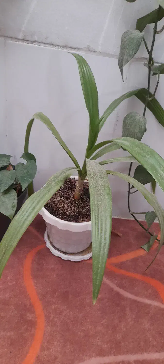 فروش  انواع  گل|گل و گیاه طبیعی|اردکان, |دیوار