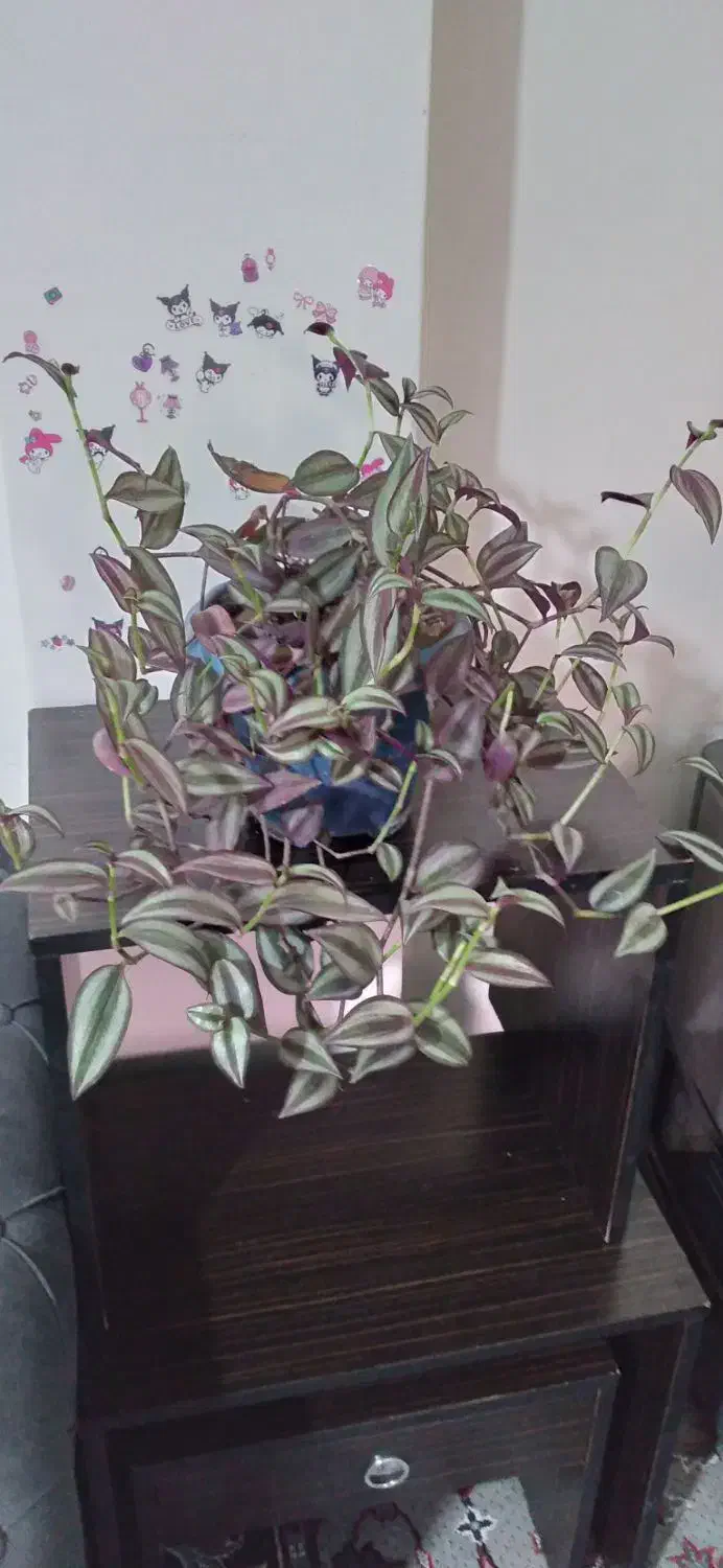 گل همیشه بهار ،حسن یوسف ، عروس و سانسوریا|گل و گیاه طبیعی|محمدیه-قزوین, |دیوار