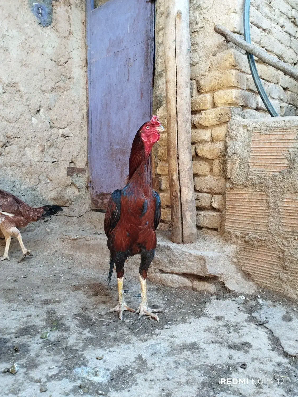 خروس لاری|حیوانات مزرعه|گرمخان, |دیوار