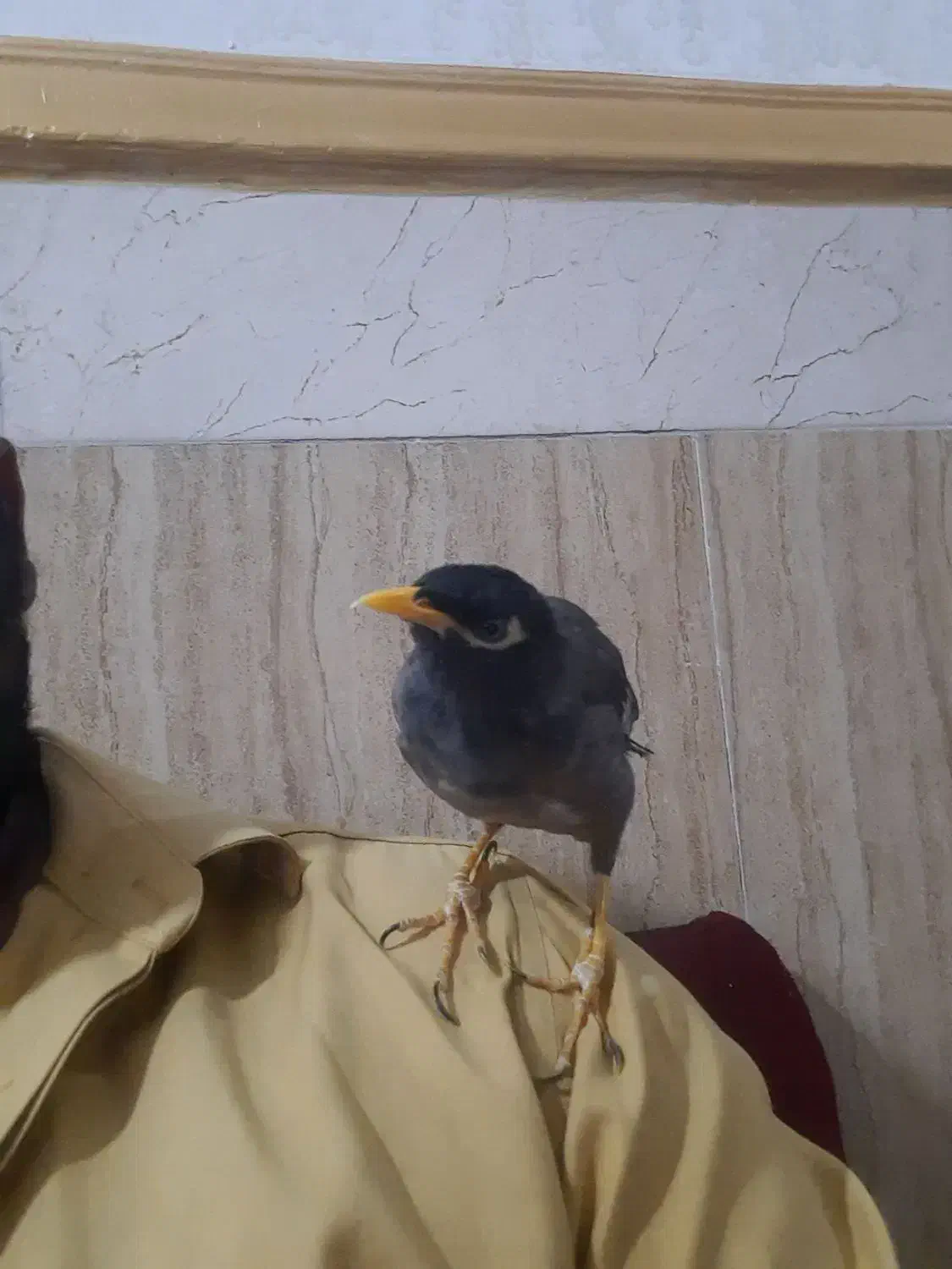 مرغ مینا نر دستی افقانی|پرنده|امیدیه, |دیوار