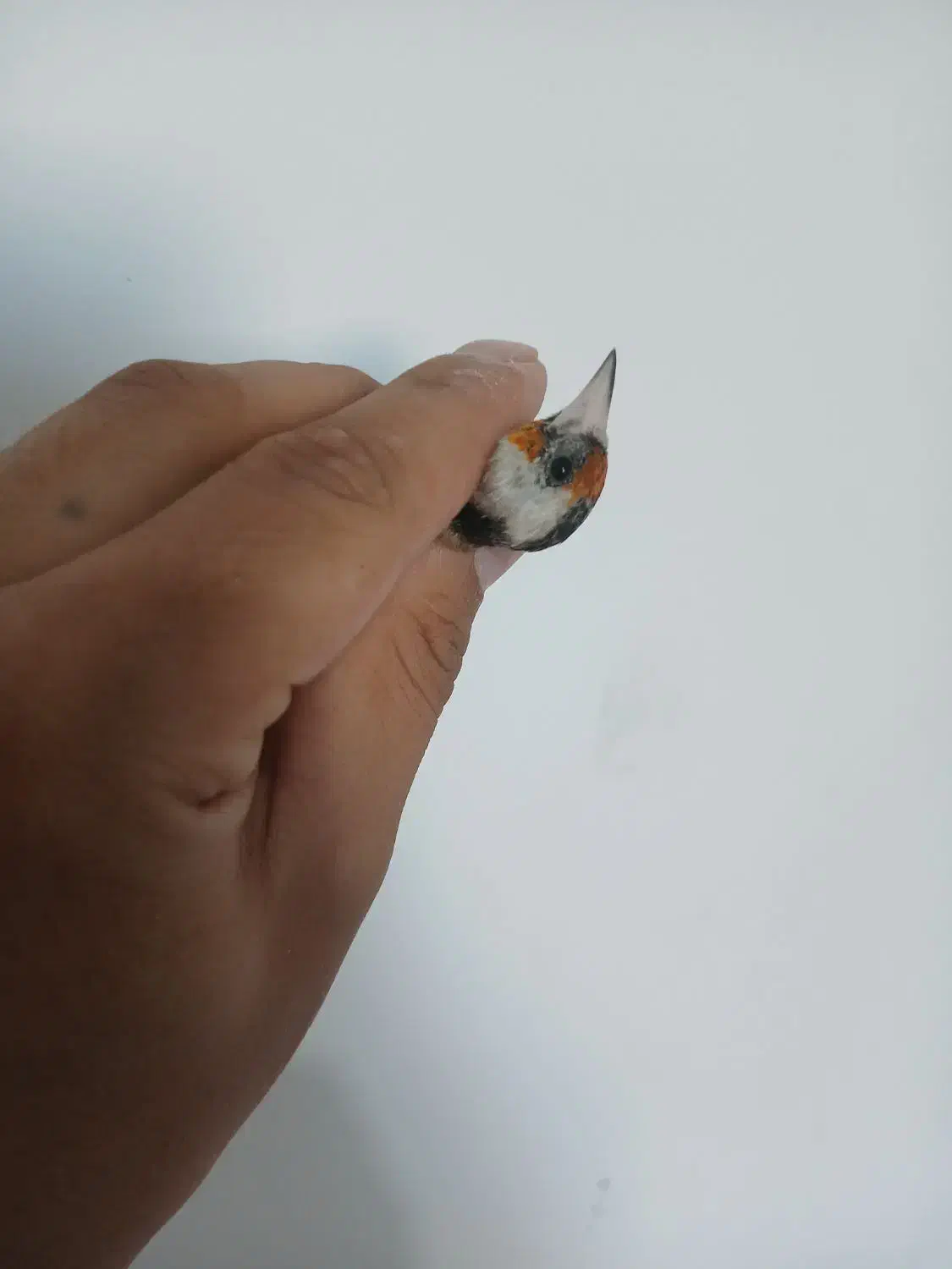 سهره ماده جوجه قفس ۲ سال گل بلند|پرنده|فردیس, فردیس|دیوار