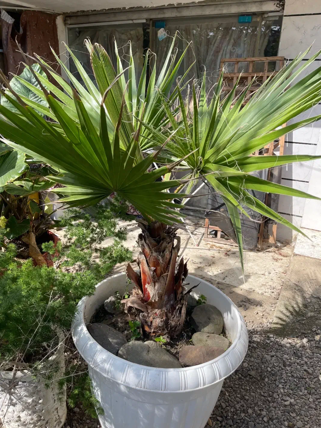 گل وگیاه|گل و گیاه طبیعی|گوراب زرمیخ, |دیوار