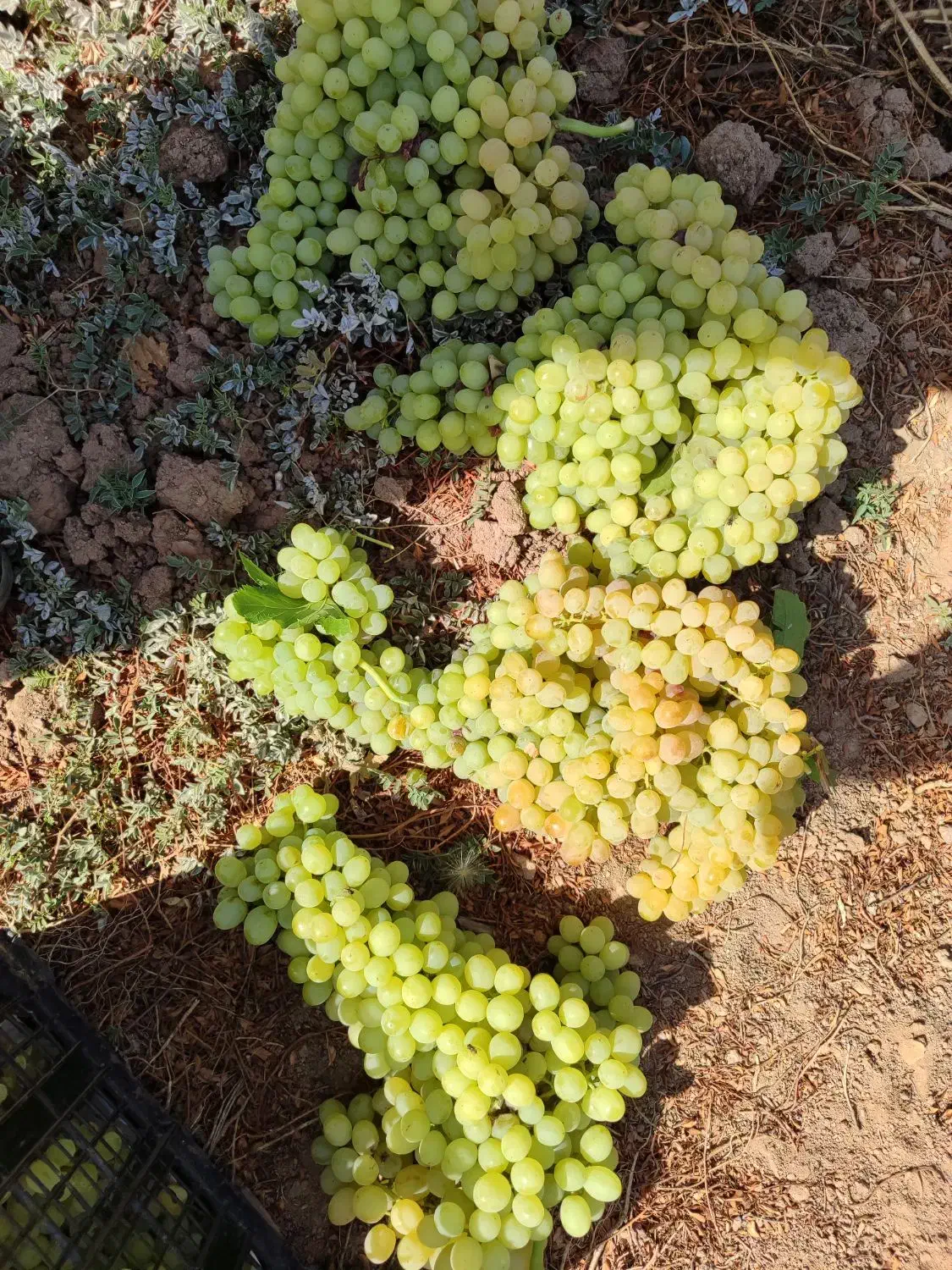 باغ انگور|فروش دفتر صنعتی، کشاورزی، تجاری|ضیاء آباد, |دیوار