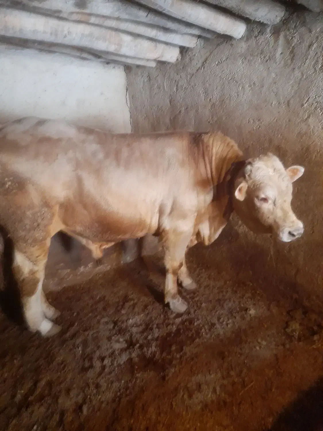 گاونر|حیوانات مزرعه|سجاس رود, |دیوار