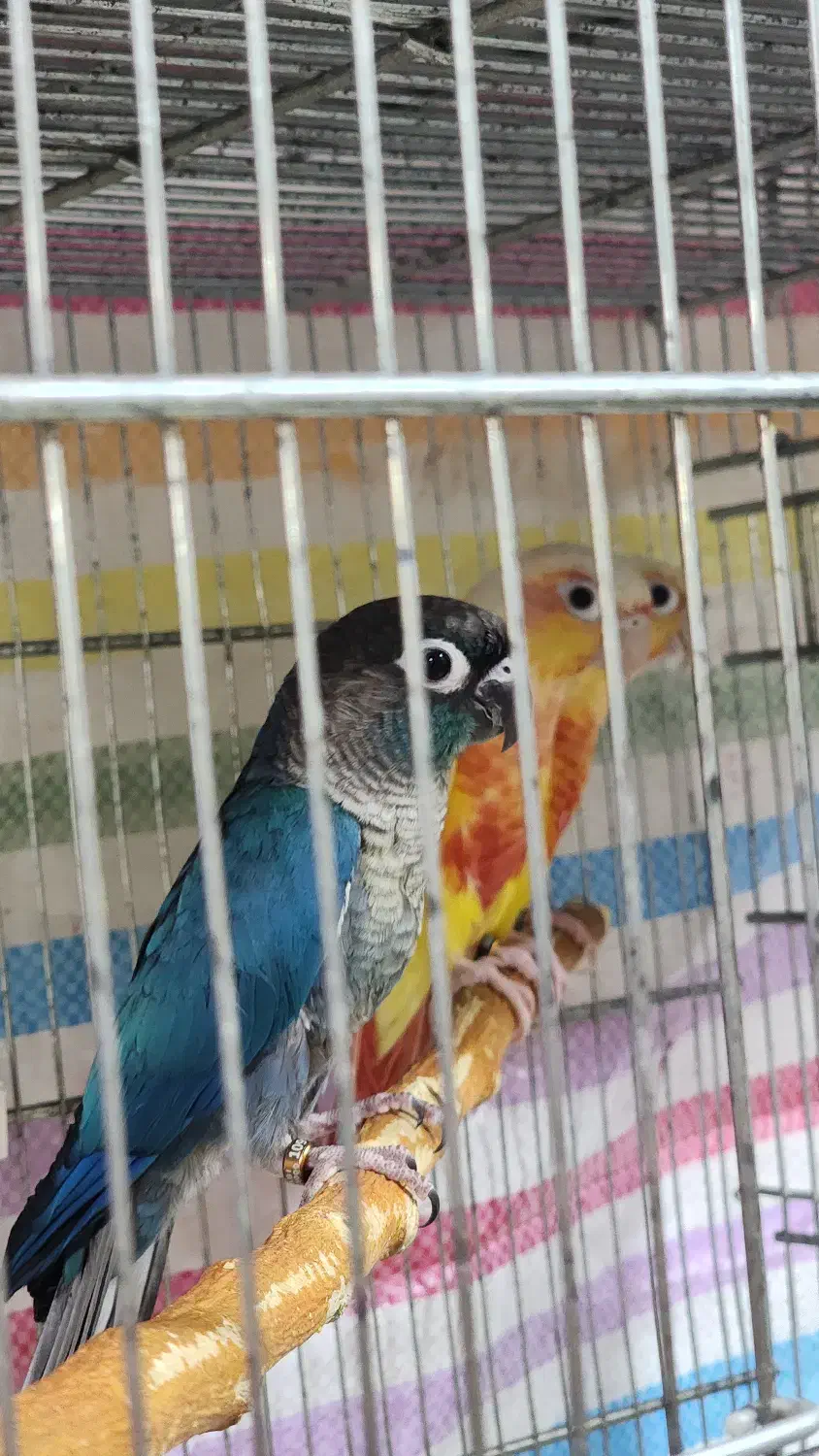 گرینچیک|پرنده|بجنورد, |دیوار