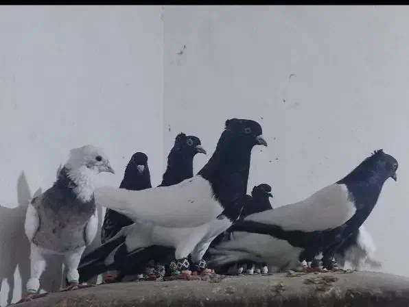 کبوتر کله و سینه. به شرط|پرنده|دره شهر, |دیوار