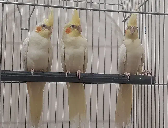 جوجه عروس هلندی آماده آموزش|پرنده|دماوند, گیلاوند|دیوار