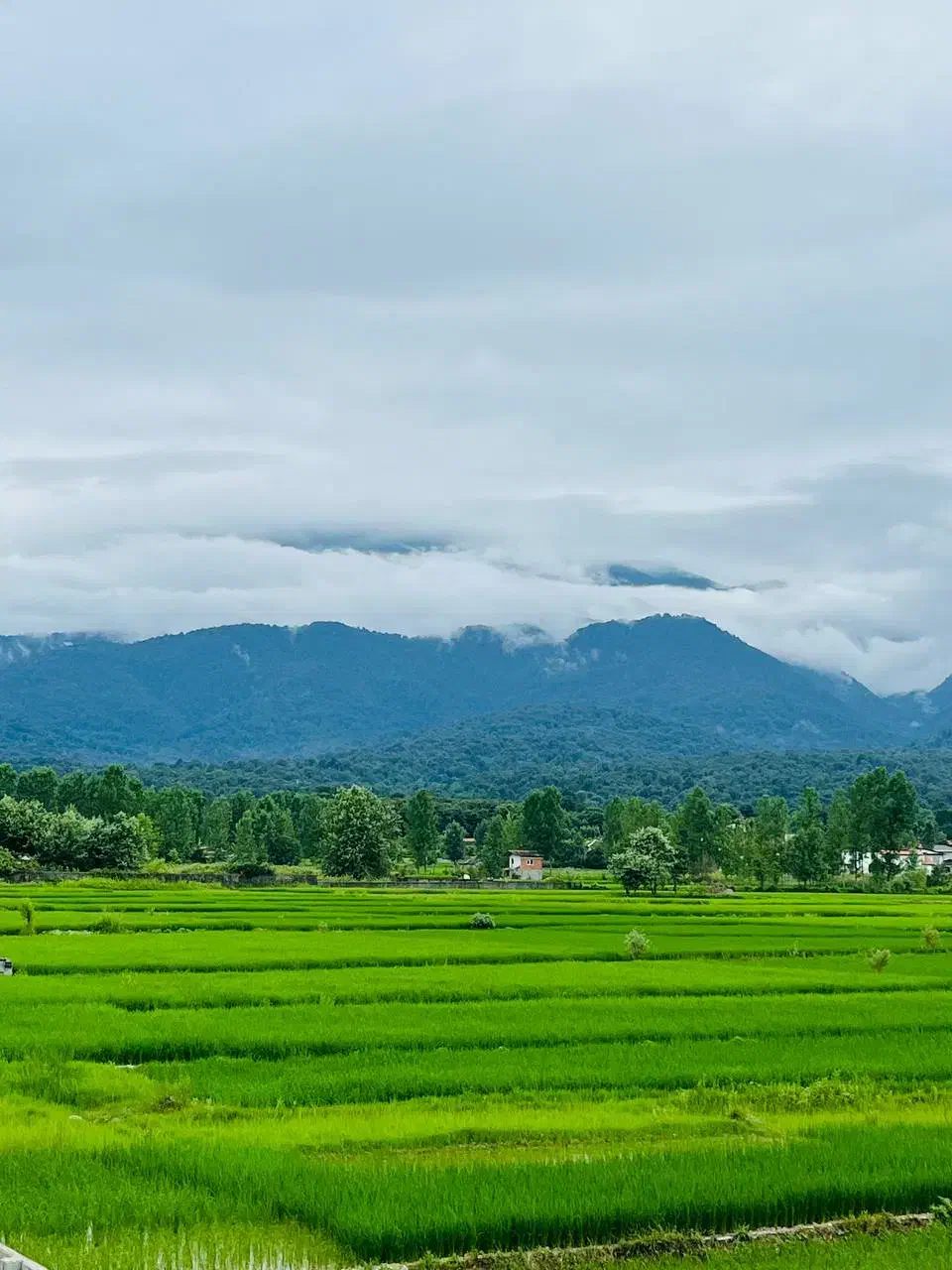 فلت همکف با روف روبه جنگل /کد624|فروش خانه و ویلا|چمستان, |دیوار