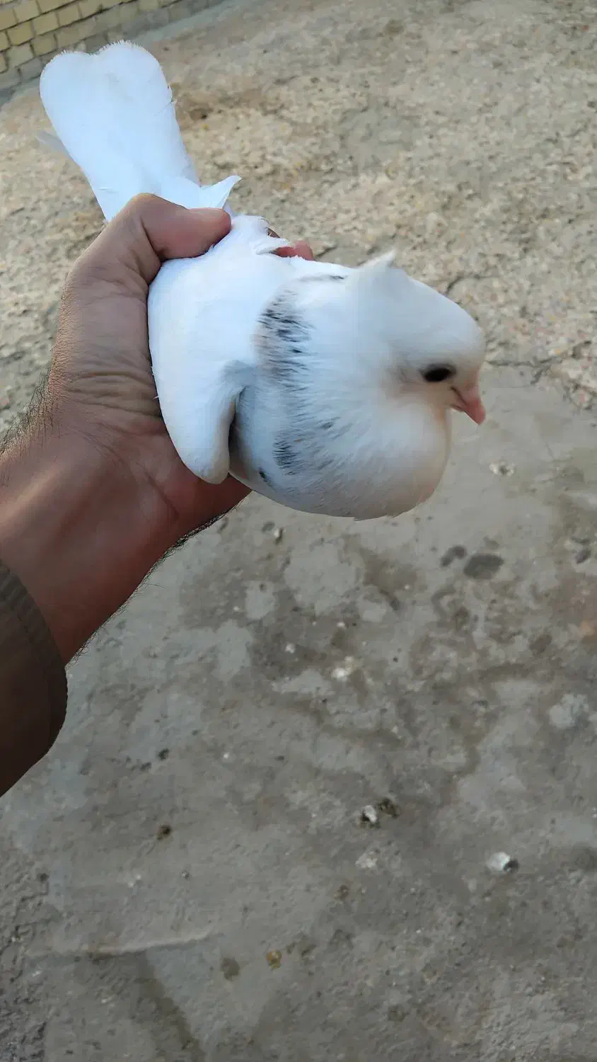 کبوتر|پرنده|رامشیر, |دیوار