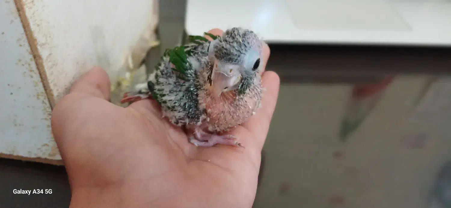 جفت طوطی گرینچیک مولد با تست|پرنده|خوی, |دیوار