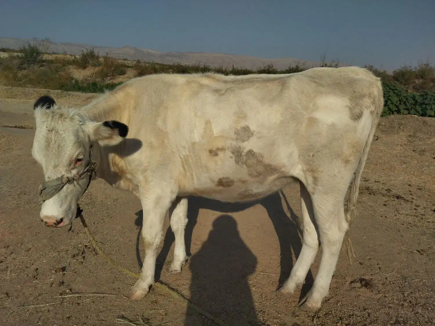 گاو هلشتاین شکم اول|حیوانات مزرعه|مرودشت, رامجرد یک|دیوار