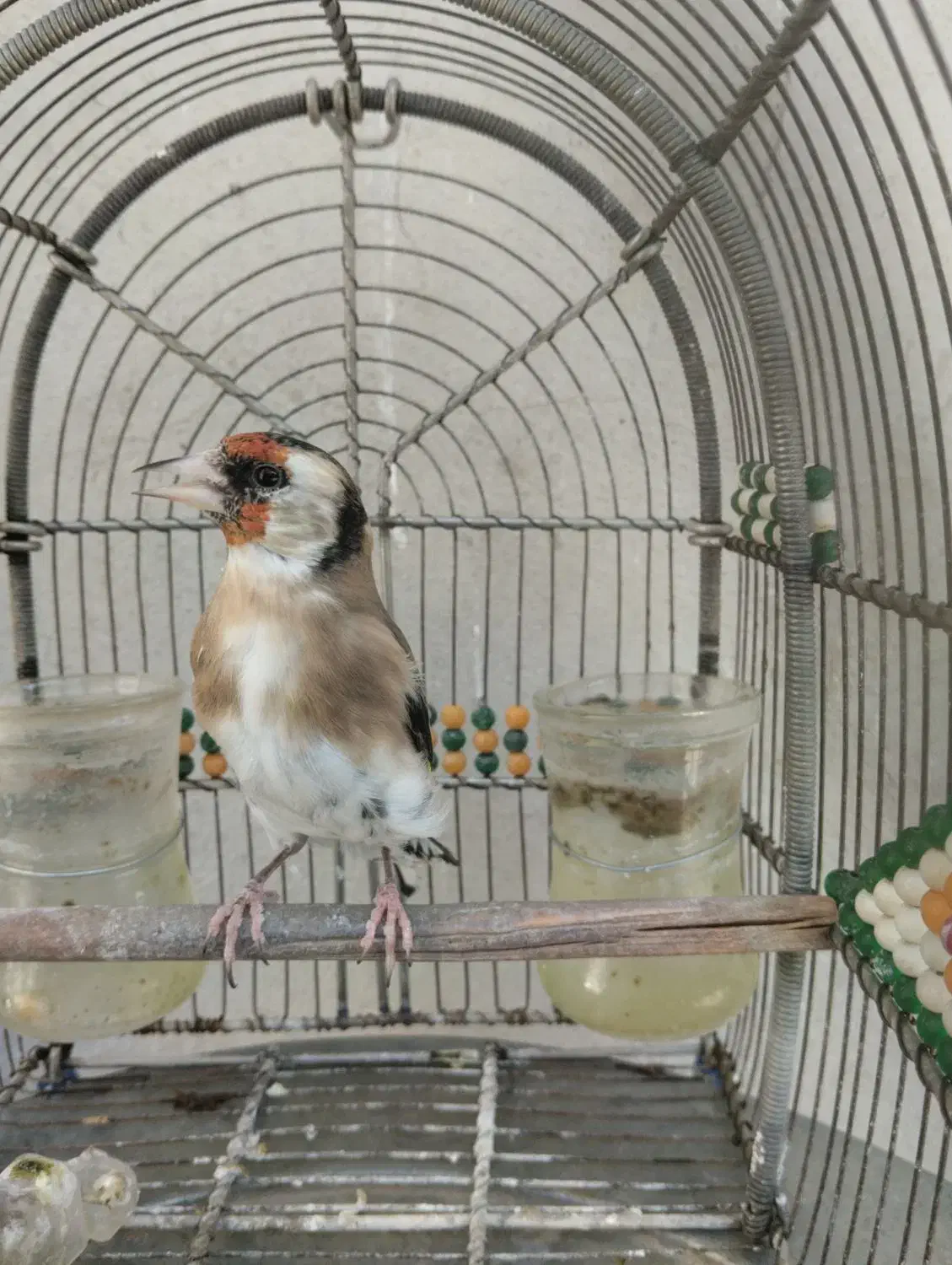 سهره دورگ سرسیا ماده جوجه قفسی زیر دهنی پر زور|پرنده|شیراز, رکنآباد|دیوار