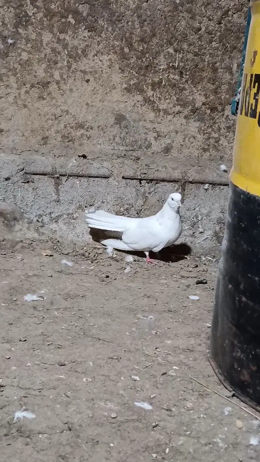 کبوتر|پرنده|گرمی, |دیوار