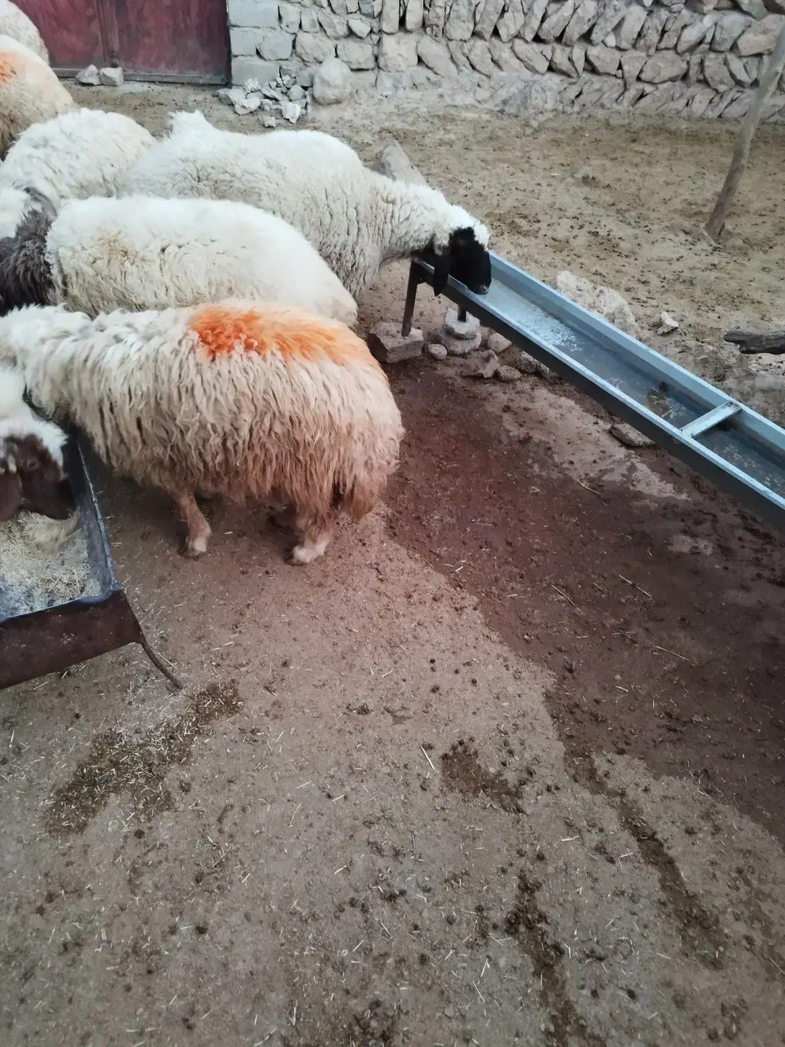 کاور پروار|حیوانات مزرعه|ایوان, |دیوار