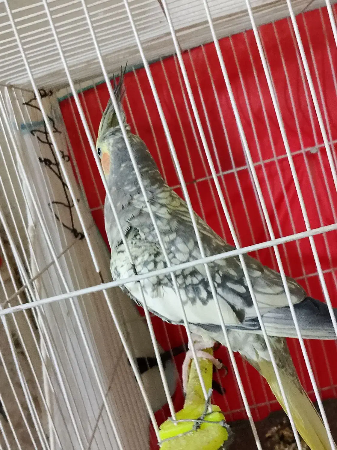 عروس هلندی|پرنده|مشهد, شهید قربانی|دیوار