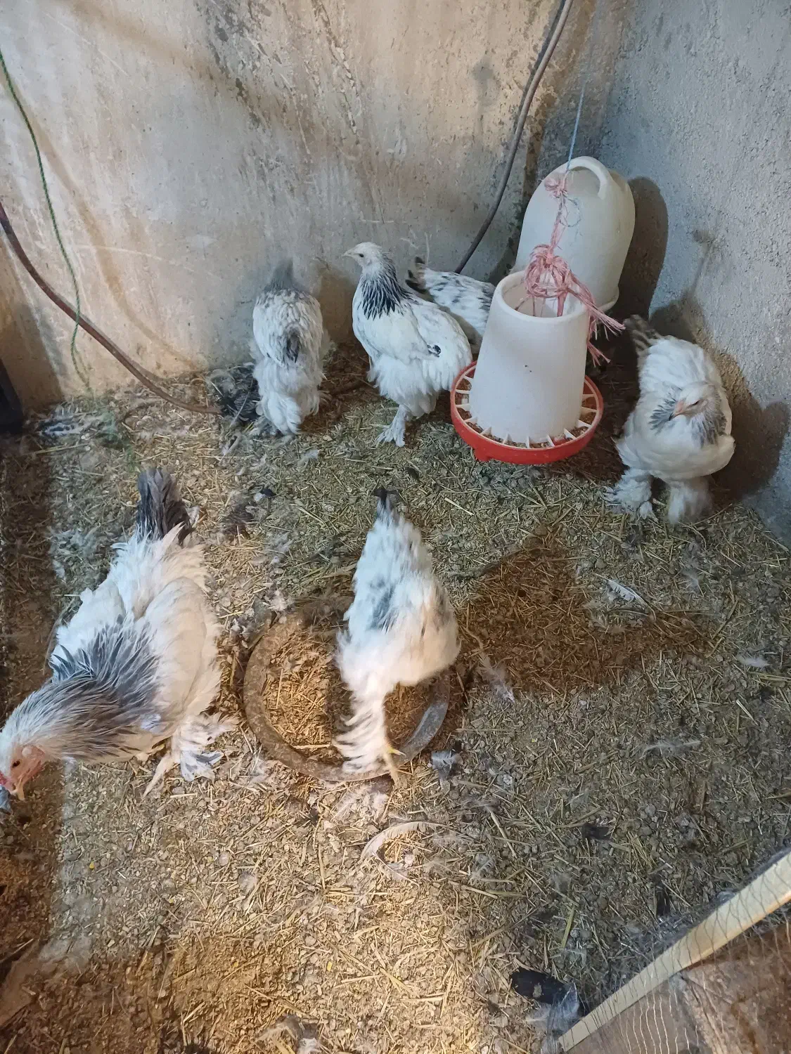 فروش مرغ وخروس وجوجه وتخم نطفه دار|حیوانات مزرعه|کوهسار (البرز), |دیوار