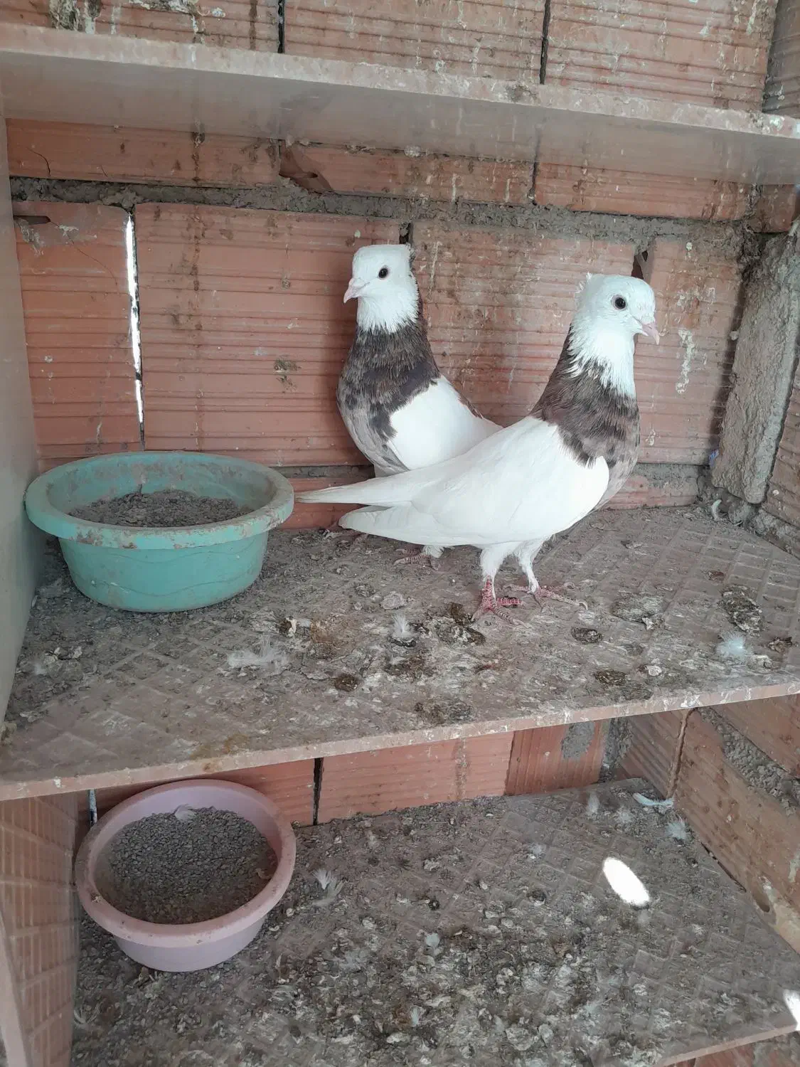 کبوتر|پرنده|گرگان, |دیوار