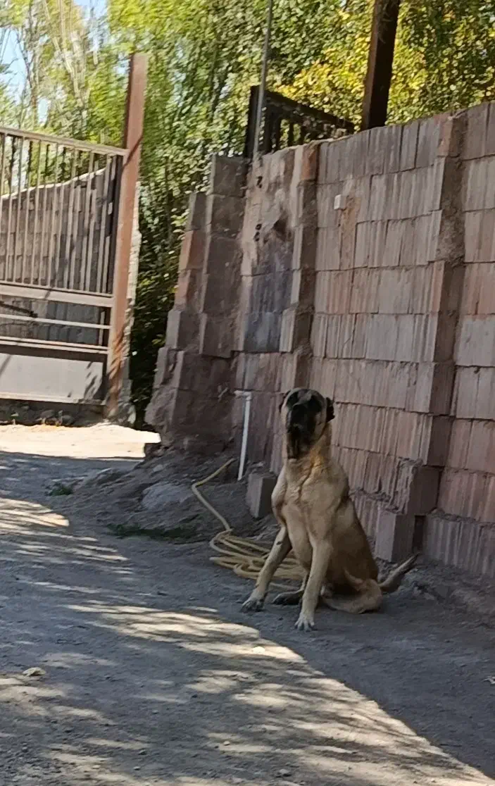 سگ سرابی اصل|سگ|اردبیل, |دیوار