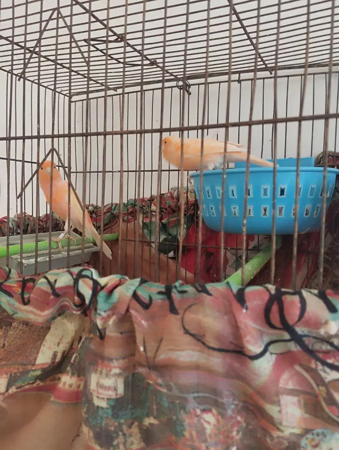 قناری|پرنده|بیرجند, |دیوار