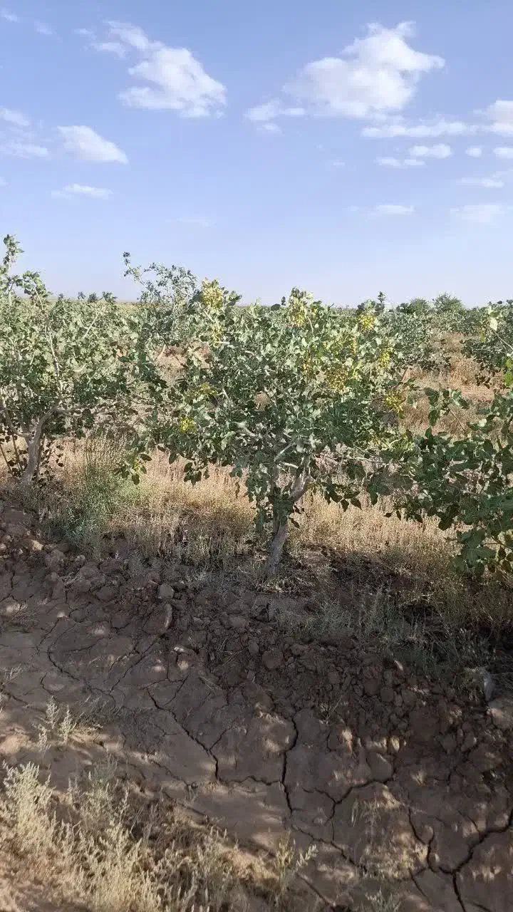 فروش باغ پسته با اب|فروش دفتر صنعتی، کشاورزی، تجاری|سرایان, |دیوار