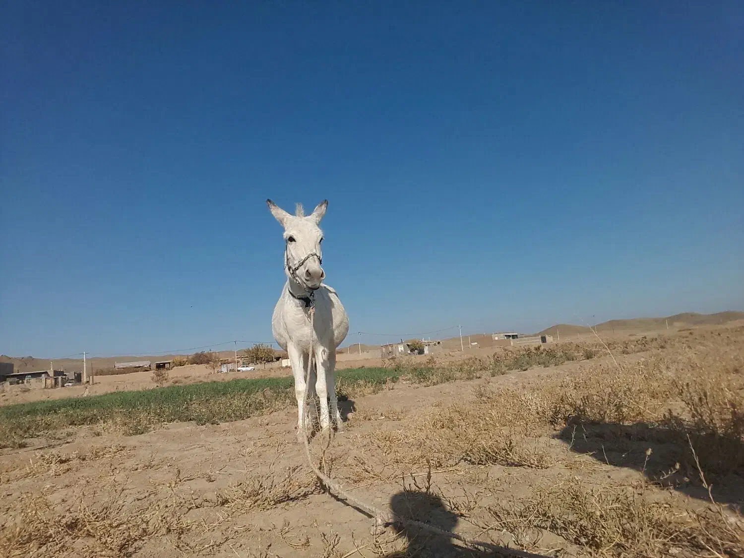 حیوانات|حیوانات مزرعه|طاغنکوه, |دیوار