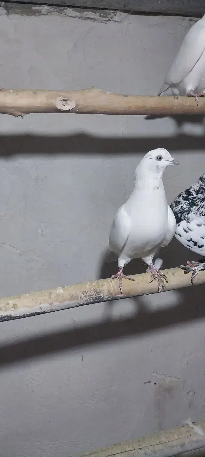 کبوتر پرشی|پرنده|سراب, |دیوار