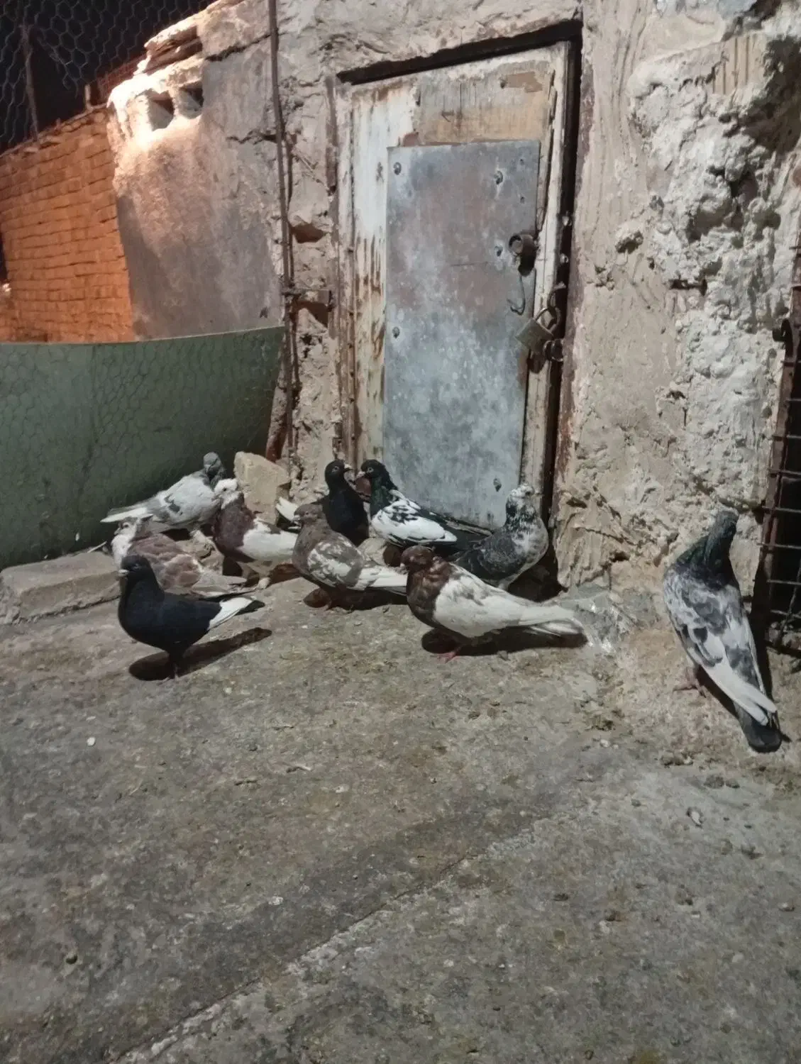 کفتر خودمونی هم چی قاطی|پرنده|شیراز, شیخ علی چوپان|دیوار