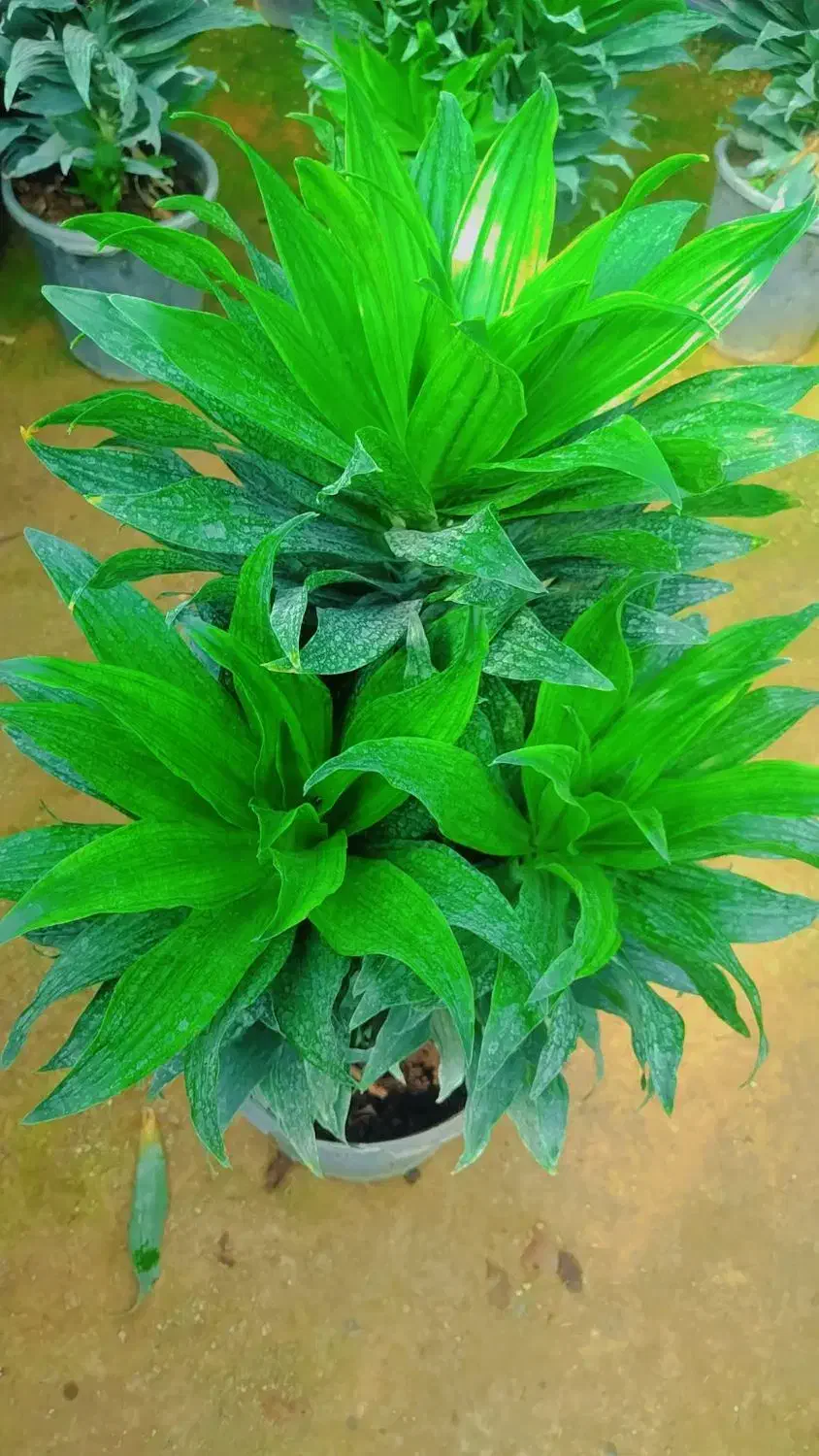 گلهای آپارتمانی|گل و گیاه طبیعی|مشهد, ایثارگران|دیوار