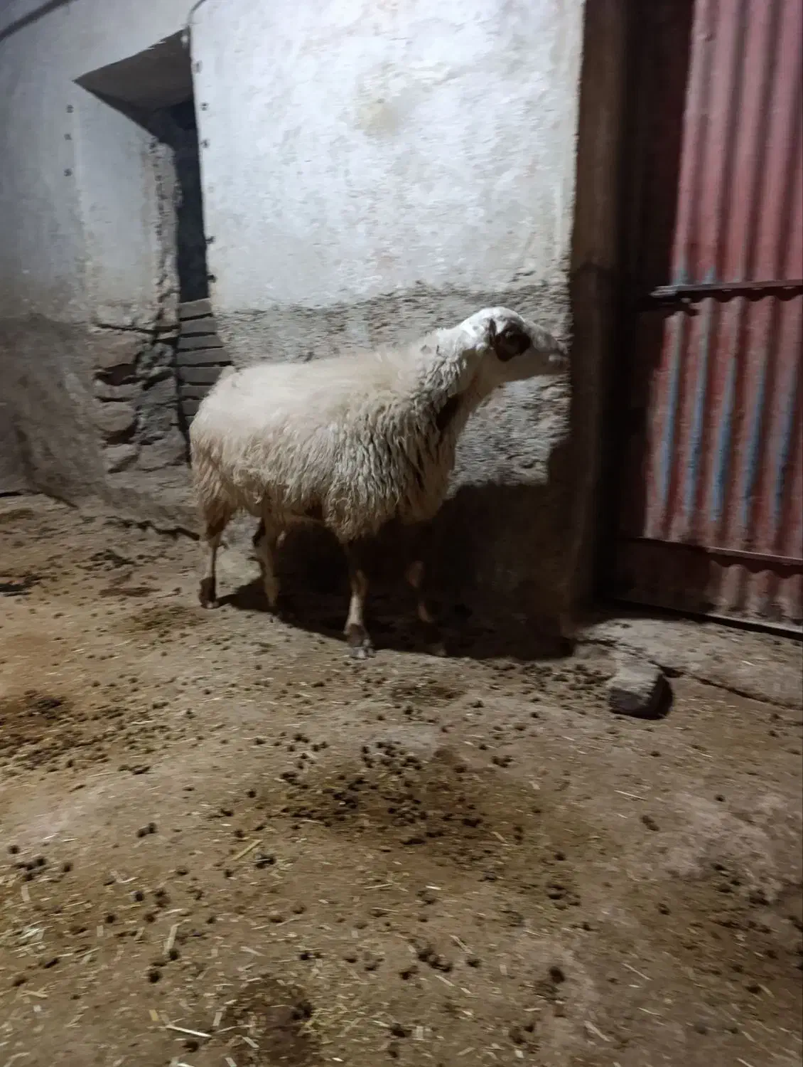 قوچ کری جوان|حیوانات مزرعه|سرپل ذهاب, |دیوار