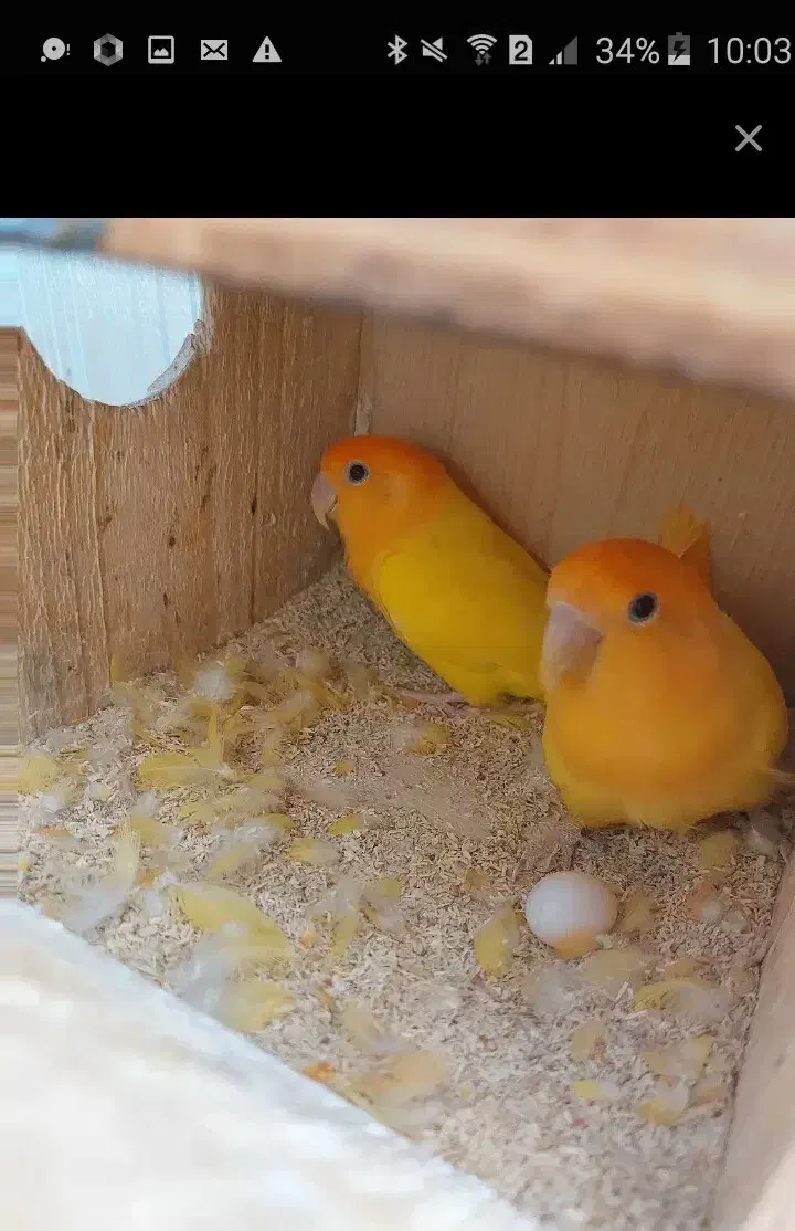 طوطی برزیلی|پرنده|مهر, |دیوار