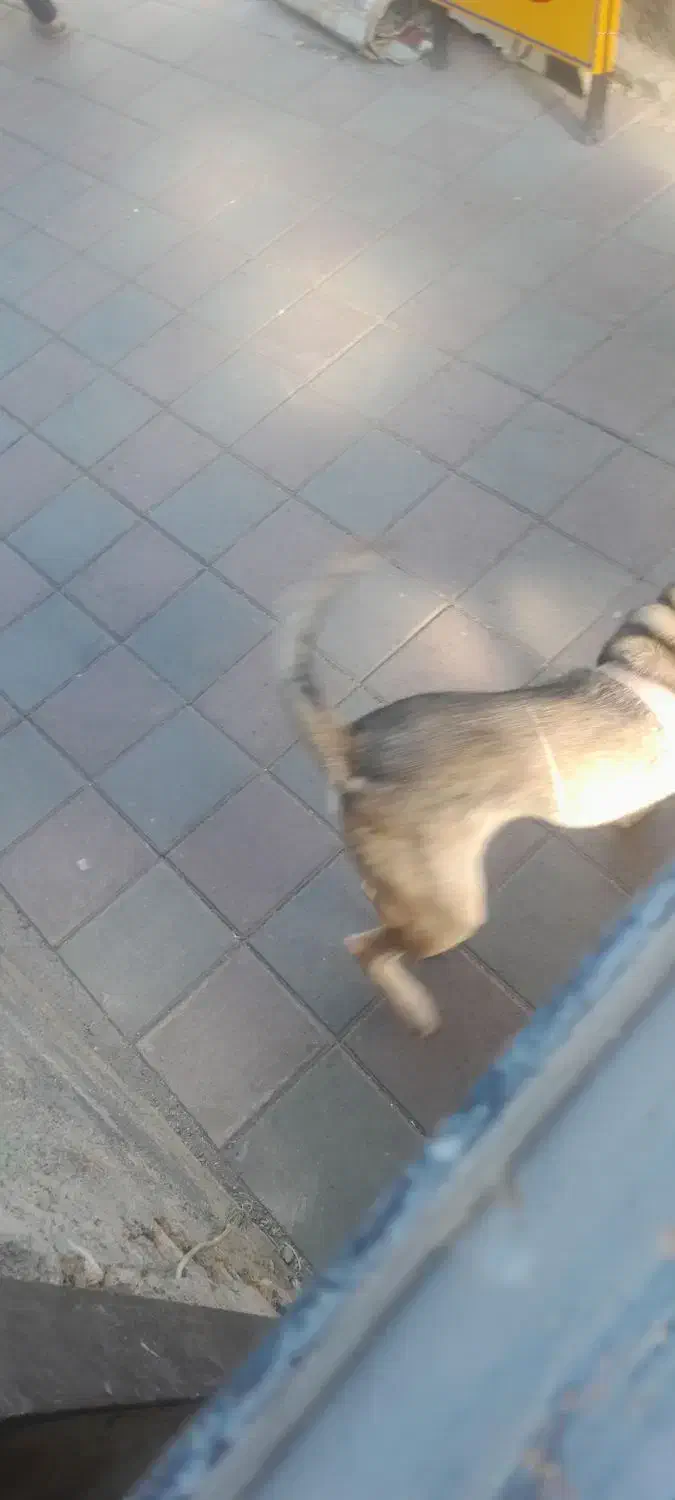 سگ نژاد دار|سگ|زنجان, |دیوار