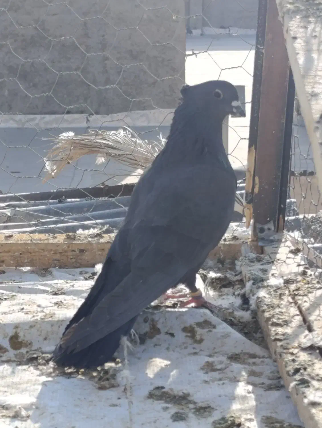 دوعدد نرغلاغ سیاه پشت دملول|پرنده|برخوار, |دیوار