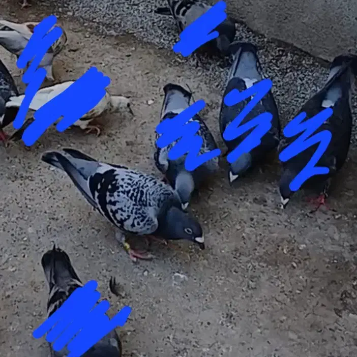 کبوتر فراری|پرنده|انگوت, |دیوار