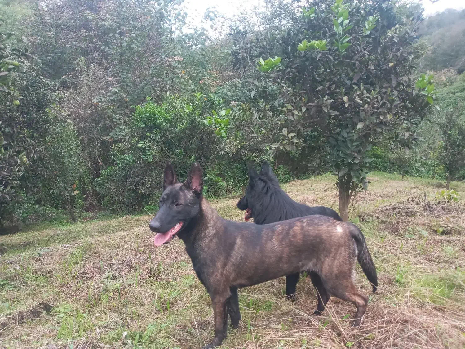 مالی نویز|سگ|املش, |دیوار