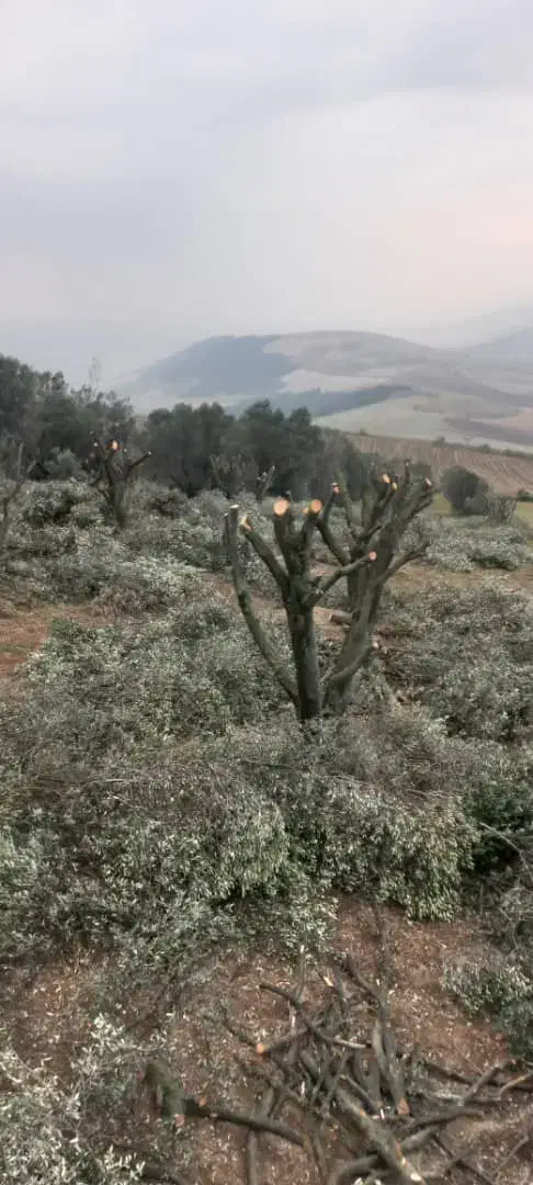 درخت زیتون|خدمات باغبانی و درختکاری|آزادشهر, |دیوار