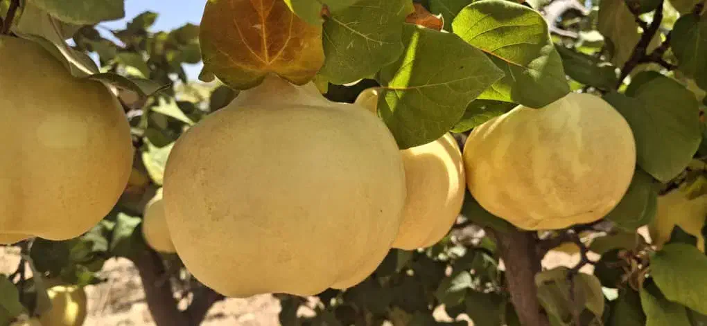 فروش به عمده|خوردنی و آشامیدنی|شیراز, شهرک یاس طلاییه|دیوار