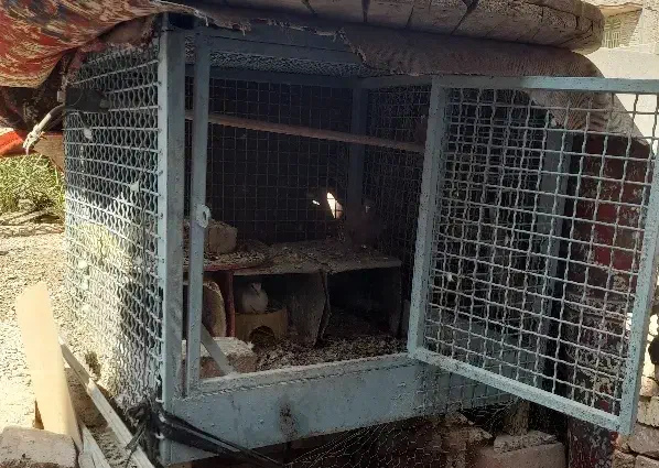 قفس مرغ وکبوتری|لوازم جانبی حیوانات|خاش, |دیوار