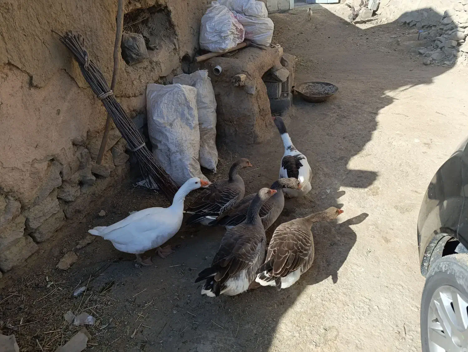 غاز و اردک|حیوانات مزرعه|خاروانا, |دیوار