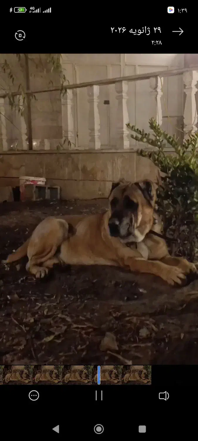 سگ آلابای|سگ|مشهد, باغستان|دیوار