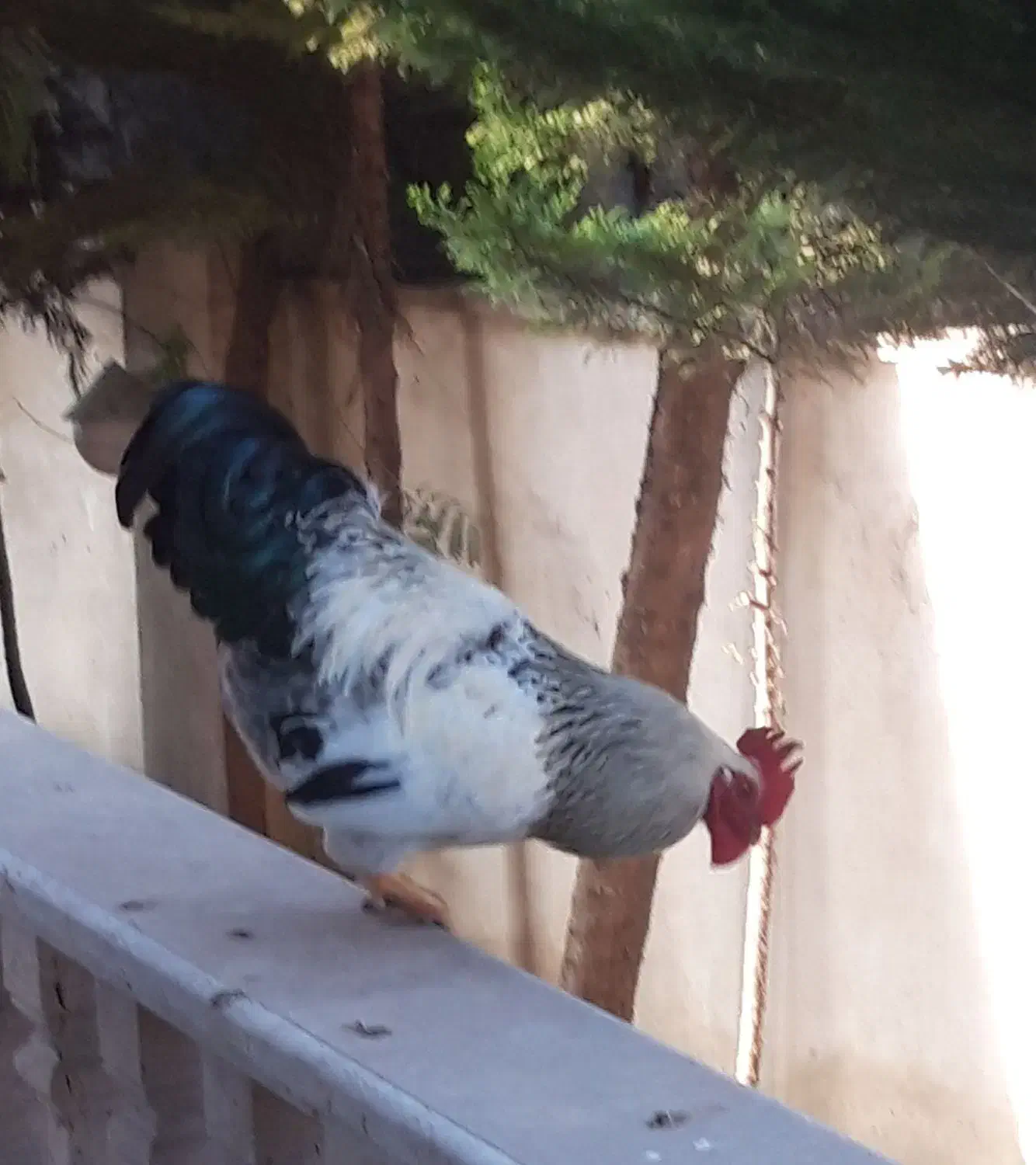 خروس سالم و سرحال|حیوانات مزرعه|نوشهر, |دیوار