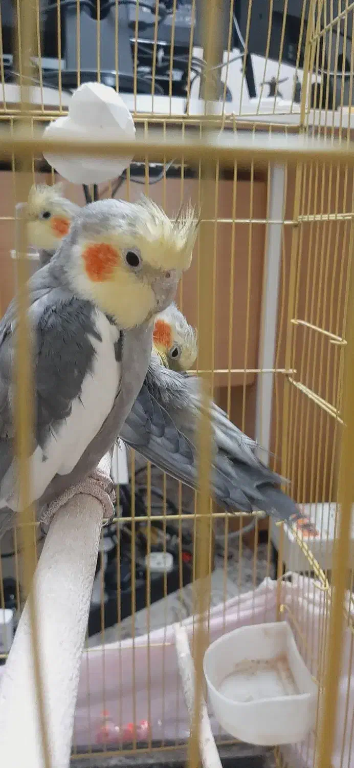 عروس هلندی|پرنده|ری, سیزده آبان|دیوار