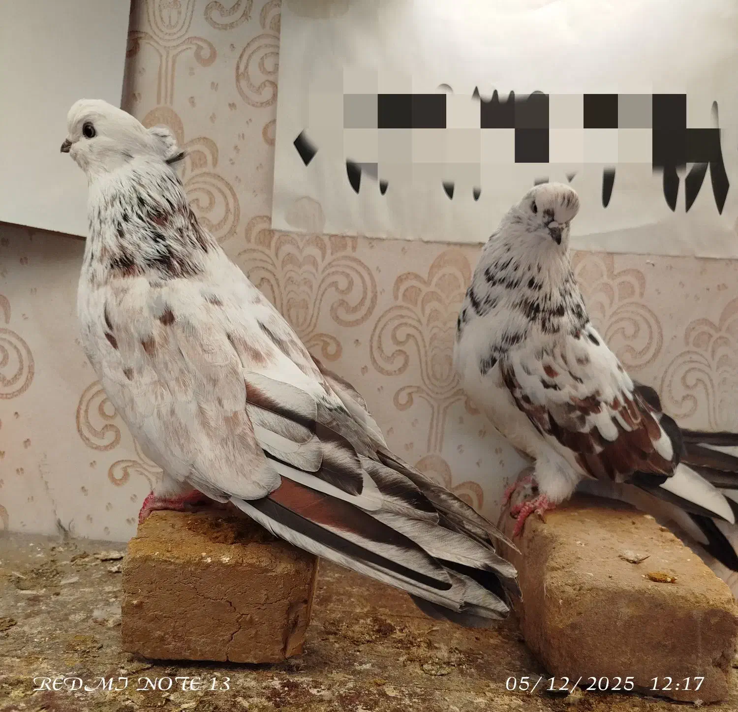 کبوتر جفتگاهی|پرنده|خرمدره, |دیوار