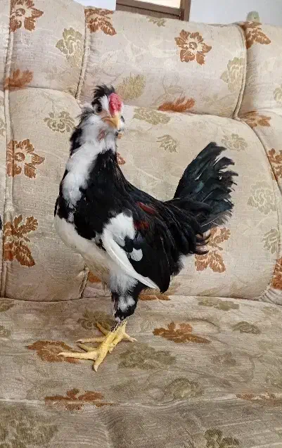 جوجه گلین لری|حیوانات مزرعه|کرمانشاه, |دیوار