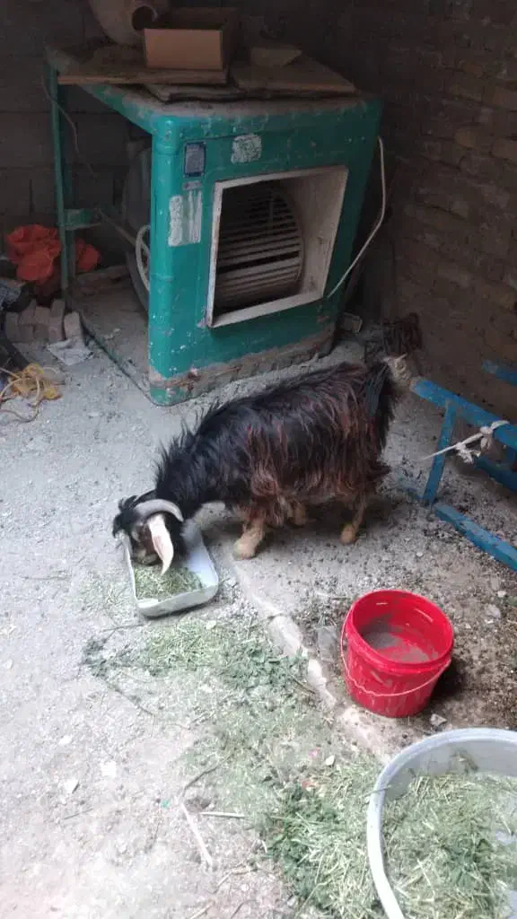 بز  نربز|حیوانات مزرعه|سراوان, |دیوار