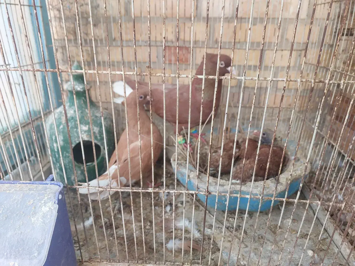 نرو ماده دم سفید|پرنده|بهبهان, |دیوار