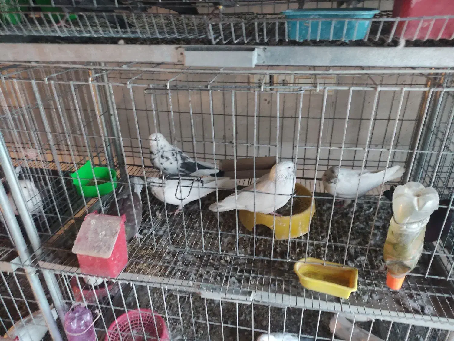 خرید و فروش پرنده|پرنده|بروجن, |دیوار