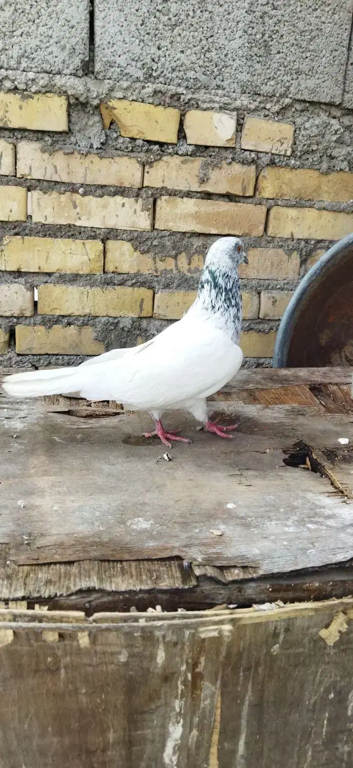 کفتر|حیوانات|خرمشهر, |دیوار