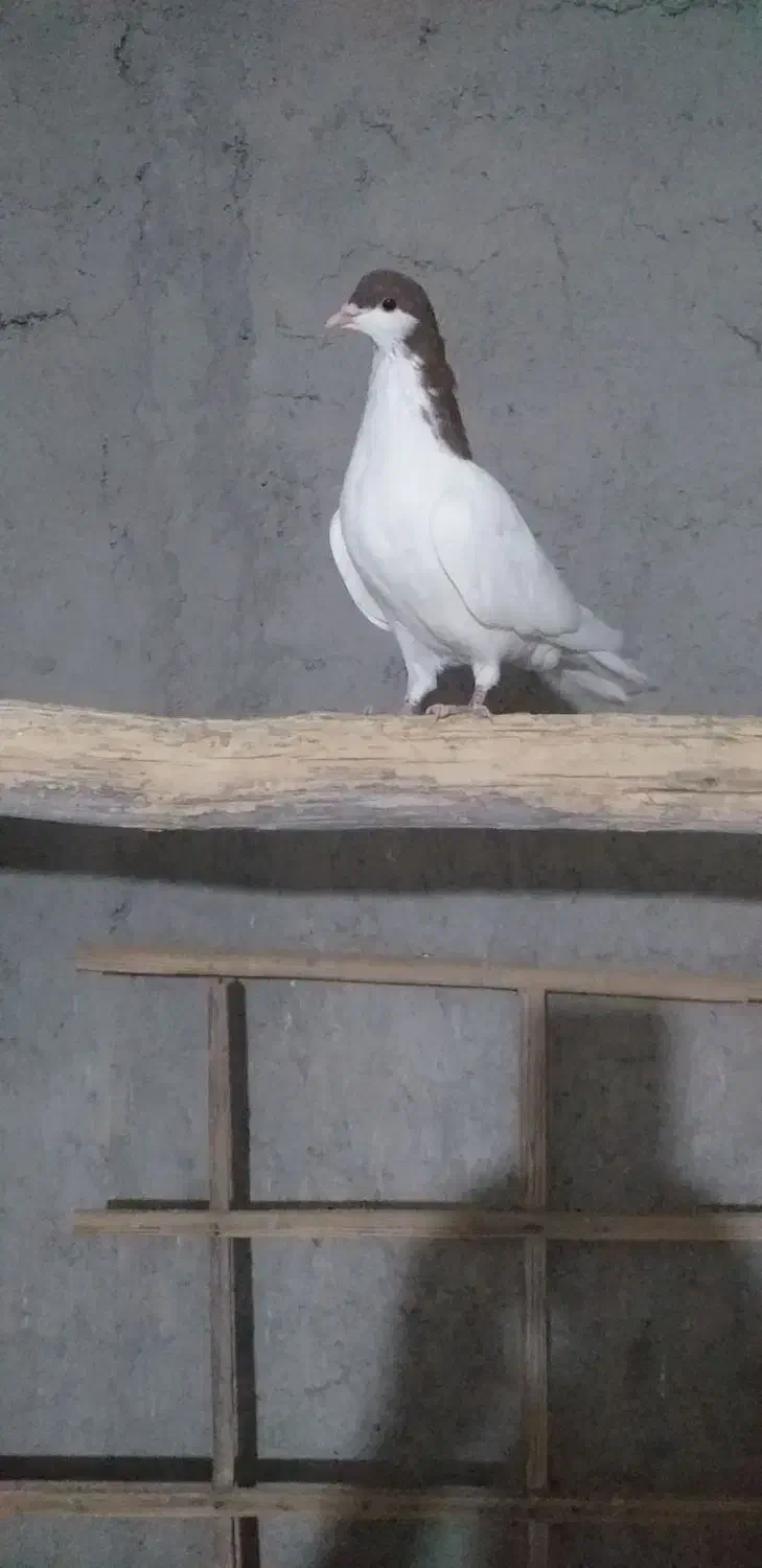 سیاپوش|پرنده|قزوین, |دیوار